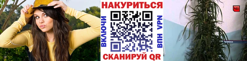 Шишки марихуана сатива Котово